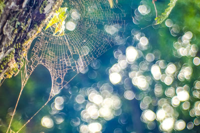 Close-up of illuminated tree against sky