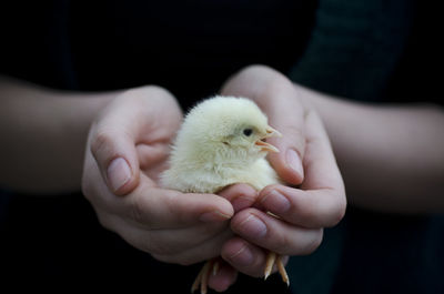 Close-up of person holding bird