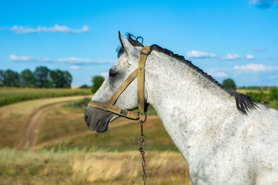 Horse on field against sky