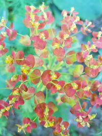 Close-up of flowering plant