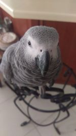 Close-up of parrot on table