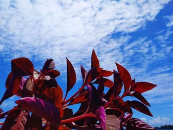 Low angle view of flowering plant against blue sky