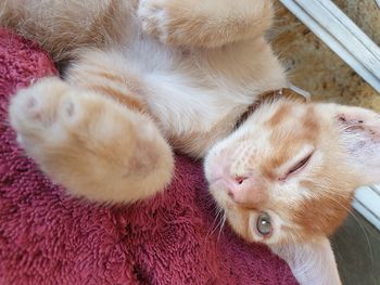 High angle view of cat sleeping