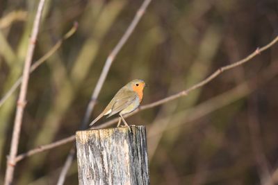 Close-up of red robin perching on wooden post