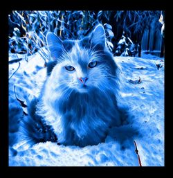 Close-up portrait of cat on snow