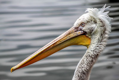 Close-up of a bird