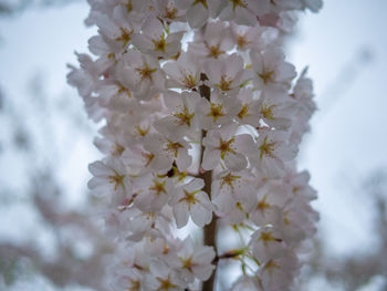 Close-up of white cherry blossom plant