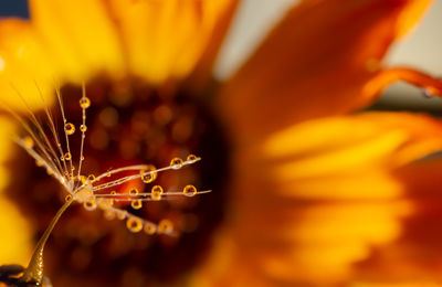 Close-up of orange flowering plant