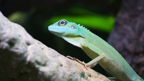 Close-up of lizard on branch