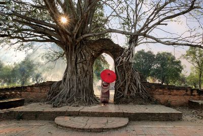 Tree by footpath in park