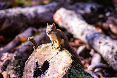Close-up of squirrel on tree