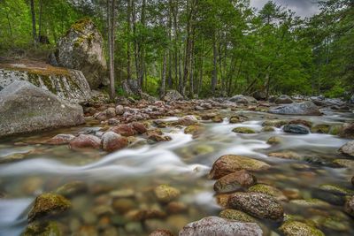 Surface level of stream flowing in forest