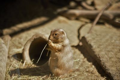 Close-up of an animal