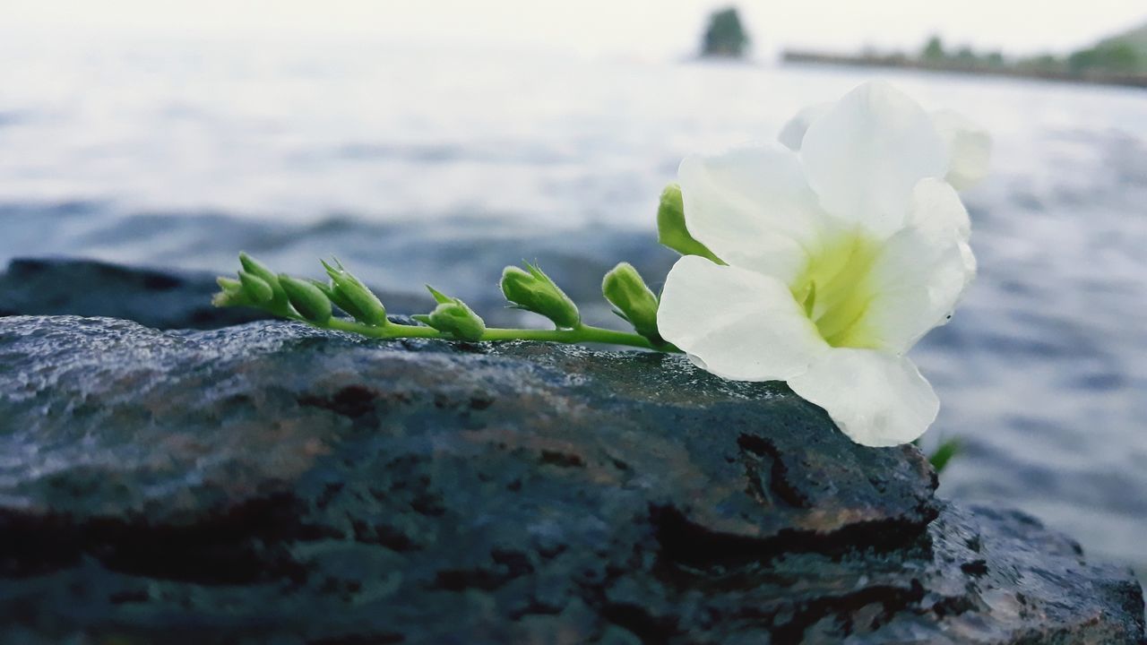 CLOSE-UP OF WHITE WATER ON PLANT