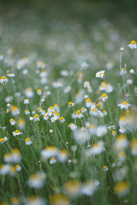 Wide field of matricaria chamomilla recutita, known as chamomile, camomile or scented mayweed.