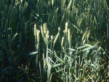 plant