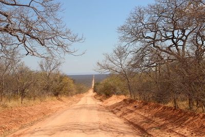 Empty road along bare trees on sunny day