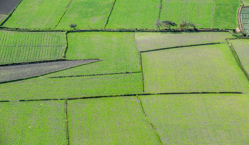 Full frame shot of green farm