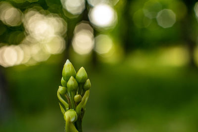 Close-up of flower buds growing outdoors