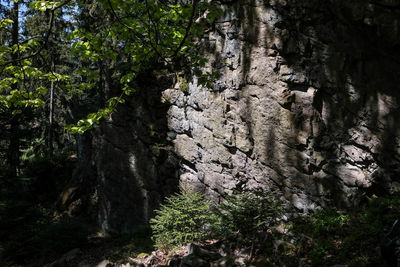 Trees growing in forest