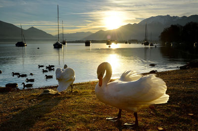 Swans swimming in lake against sky during sunset
