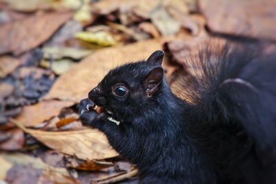 Close-up of a black cat