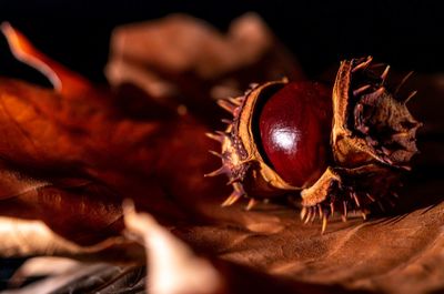 Close-up of chestnuts