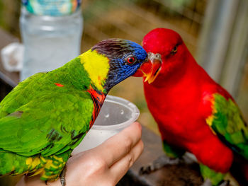 Close-up of parakeets perching on person hand