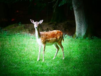 Deer in a field