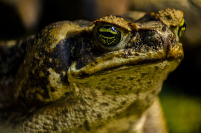 Close-up of turtle