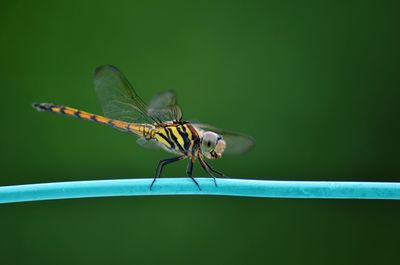 Close-up of insect