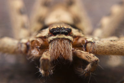 Close-up of spider