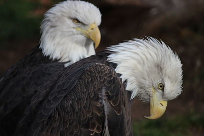 Close-up of eagle