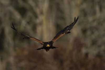 A trained harris's hawk in flight, scientific name, parabuteo unicinctus.