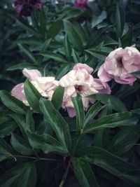 Close-up of pink flowering plant