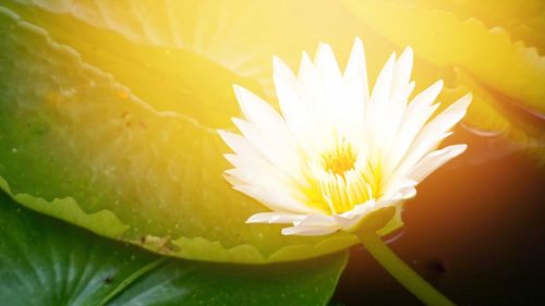 Close-up of yellow flower blooming outdoors