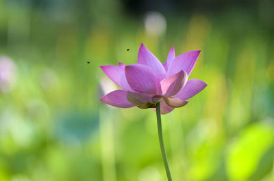 Pink Lotus form