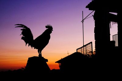 Silhouette of birds perching on top of sunset