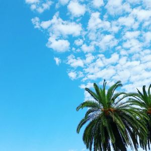 Low angle view of palm trees against blue sky