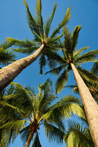 Low angle view of coconut palm tree against blue sky