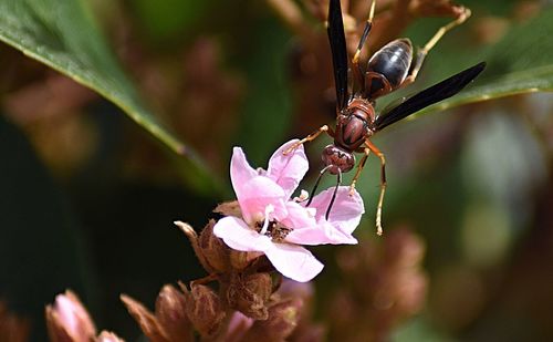Close-up of insect on pink flower