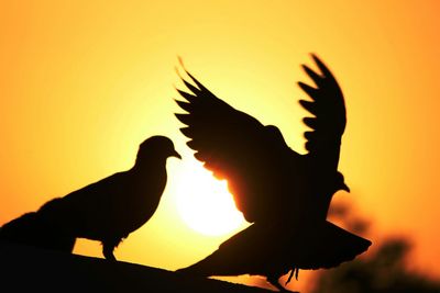 Silhouette birds against sky during sunset