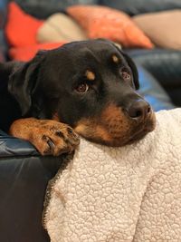 Close-up of dog resting on bed