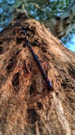 High angle view of insect on tree trunk