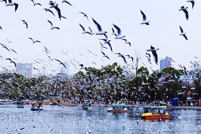 Flock of birds flying over the sea