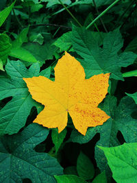 High angle view of yellow maple leaf on green plant