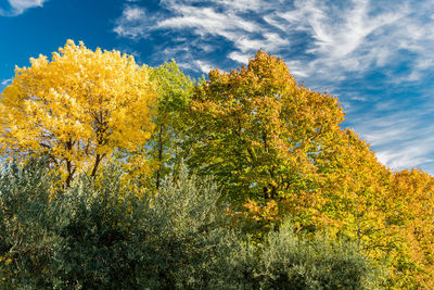 Low angle view of yellow flowers on tree