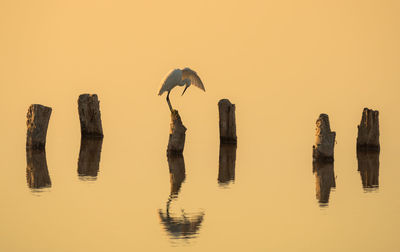 Chinese egret on wood over calm lake during sunset