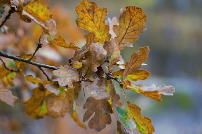 Close-up of dry leaves on tree