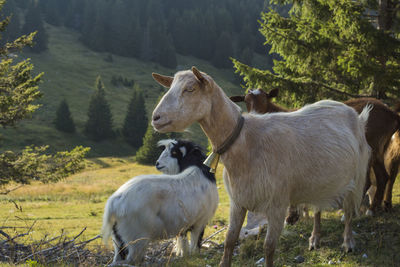 Sheep standing in a field